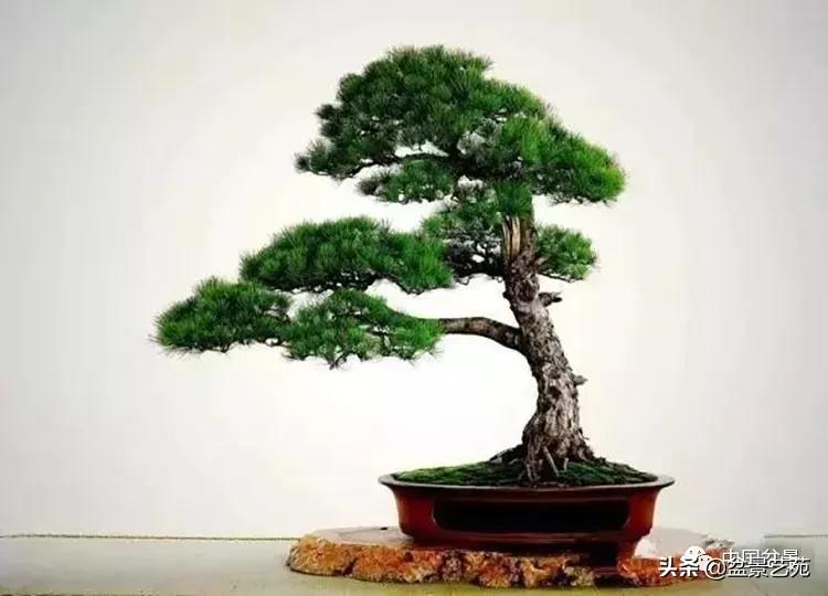 寒松纵老风骨在——赏松杂谈