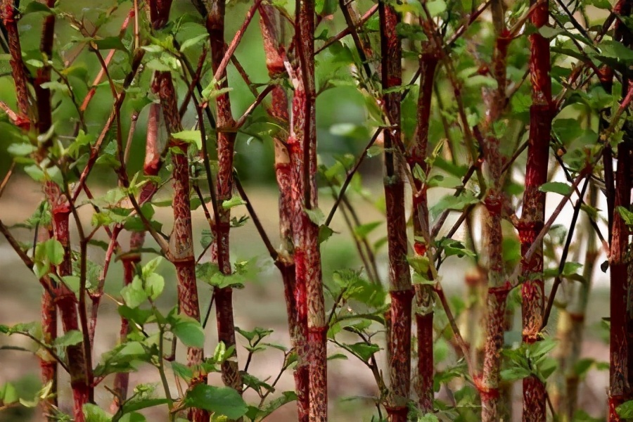 本草纲目治静脉结石,黄帝内经治疗结石