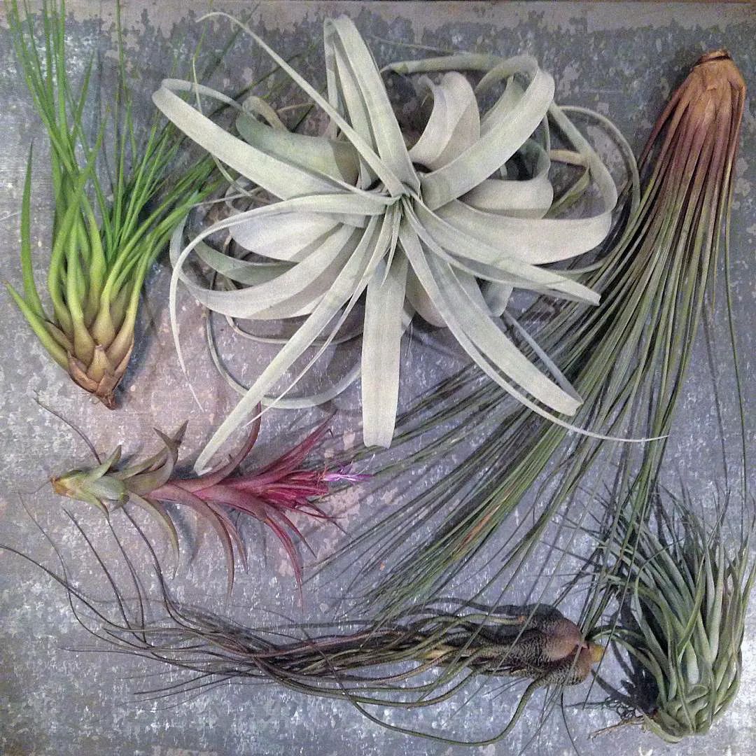 金盆洗手吧，植物杀手们