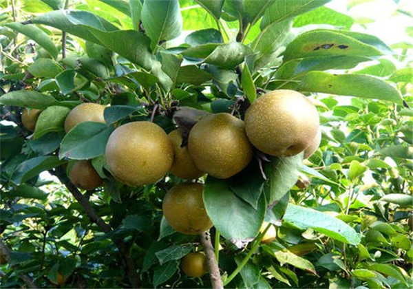 沙梨怎么种植打什么药,沙梨种植高产