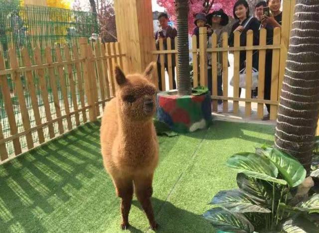 西安白鹿仓欢乐世界,西安曲江极地海洋馆旅游攻略