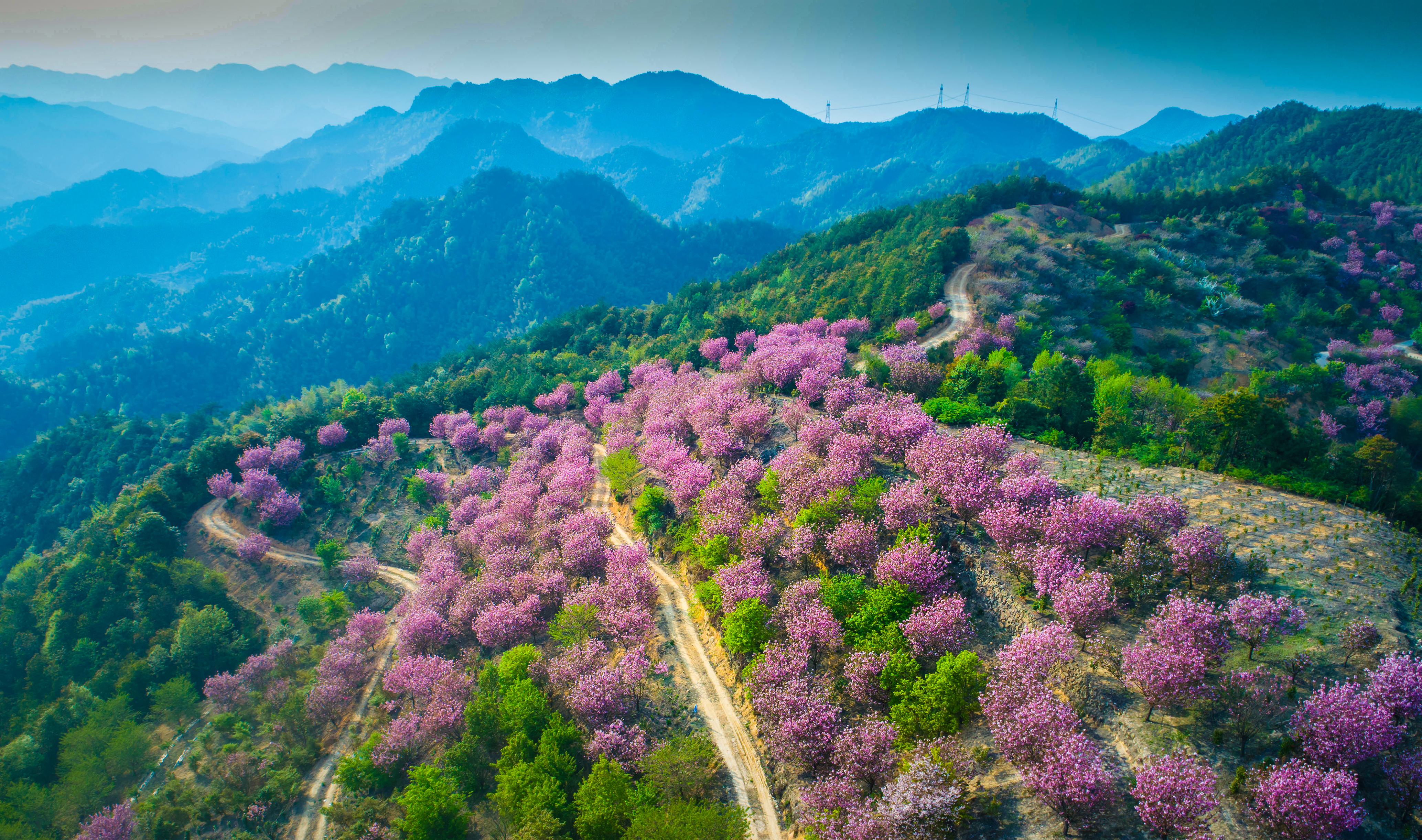 澶х編灏忓皢鑺辨牱娲惧鏀荤暐,澶х編灏忓皢鎶栭煶