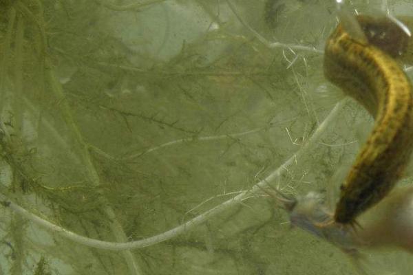 三农新手如何养殖泥鳅,生态养殖泥鳅苗技术