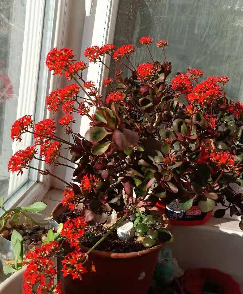 塑料桶养花的正确方法,塑料瓶子养花注意事项