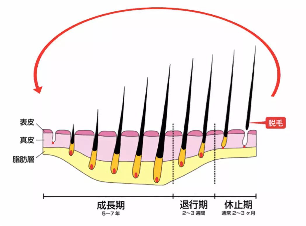 真实有效的防脱发秘籍,日本防治脱发的技术