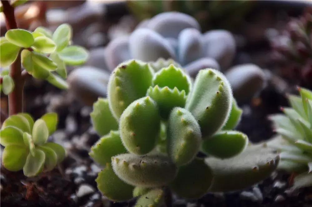 网购多肉不好养怎么办视频,网购的多肉小苗需要多久服盆