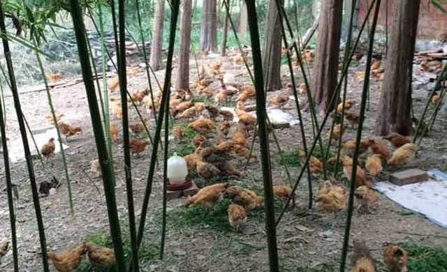 鸡喉咙呼噜呼噜吃什么药?不要盲目给药，找到病症才能轻松解决