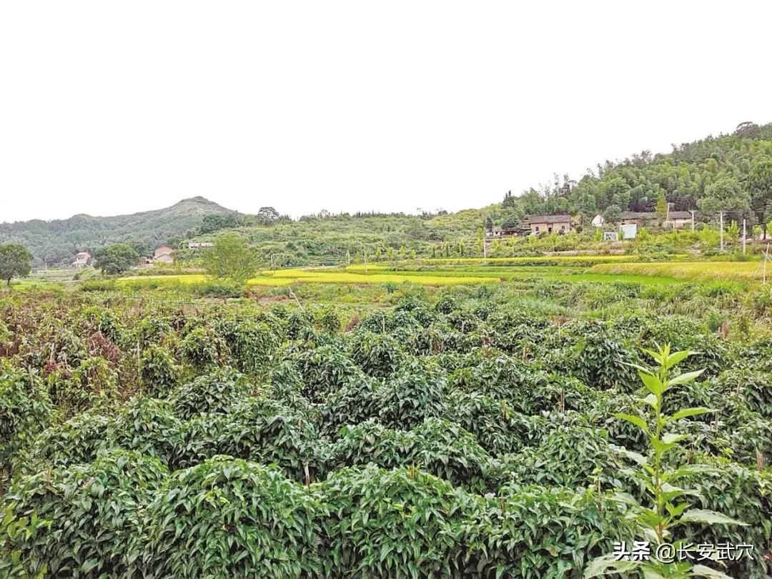 武穴佛手山药哪里最正宗,武穴佛手山药登上央视