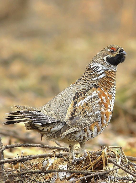 东北冷知识100个,关于东北地理冷知识