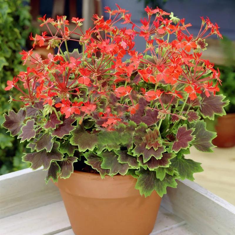 10种天竺葵,天竺葵100种图片大全