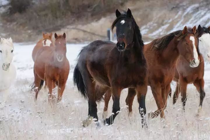 ps钢笔抠图以后怎么添加蒙版,ps怎么在选区图层继续钢笔抠图