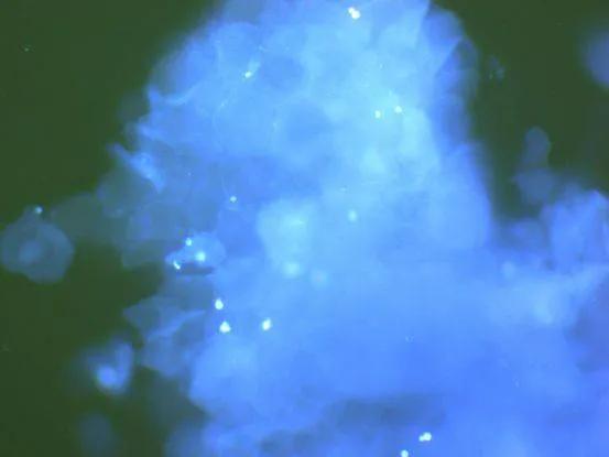 十年老猫舍深谈，如何发现，应对，治疗《猫藓》