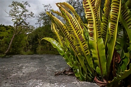 1月至12月生日花的花语,什么花语是祝福生日快乐的花