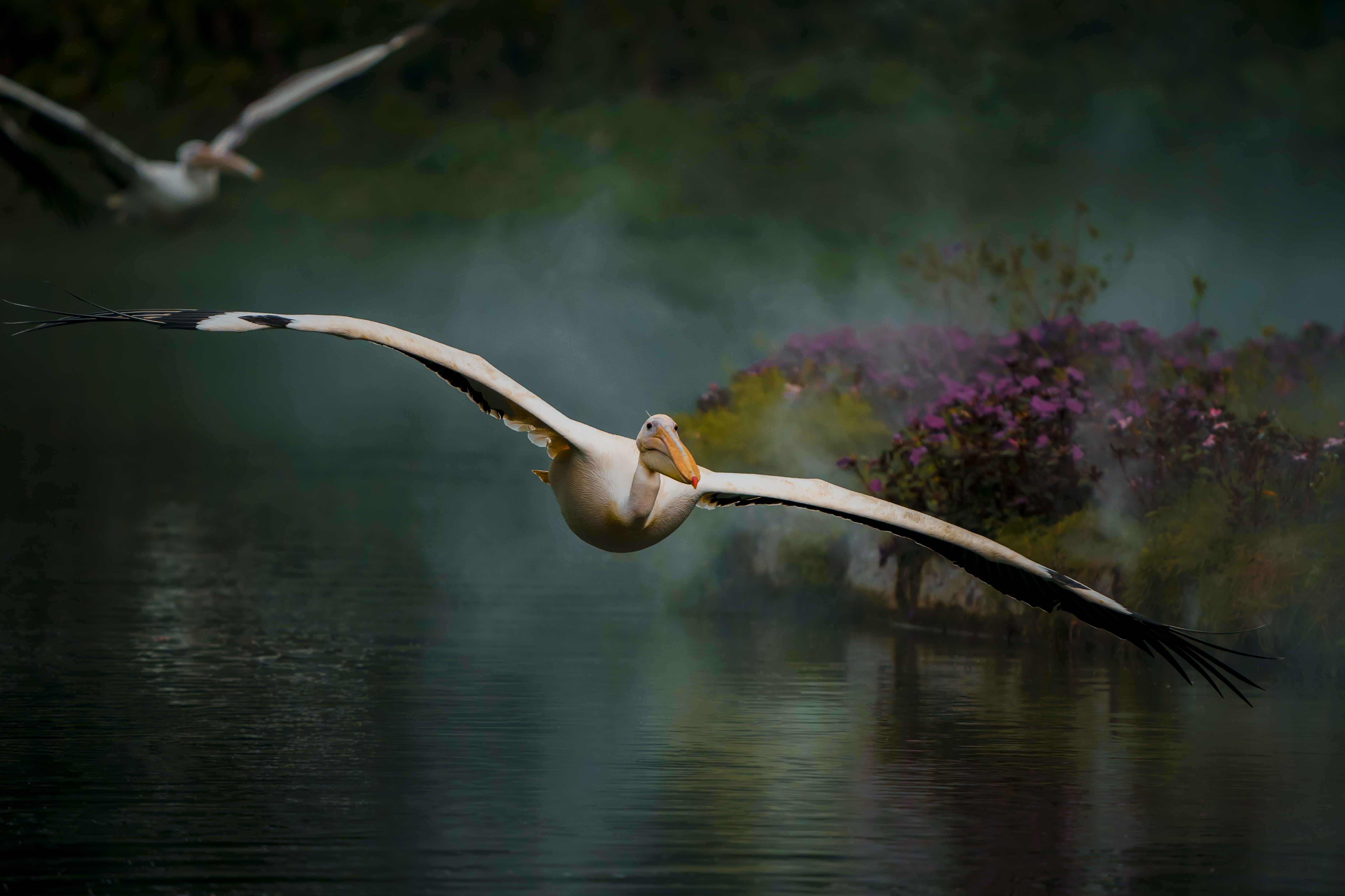 东江揽胜,惠州淡水常见鸟类图谱
