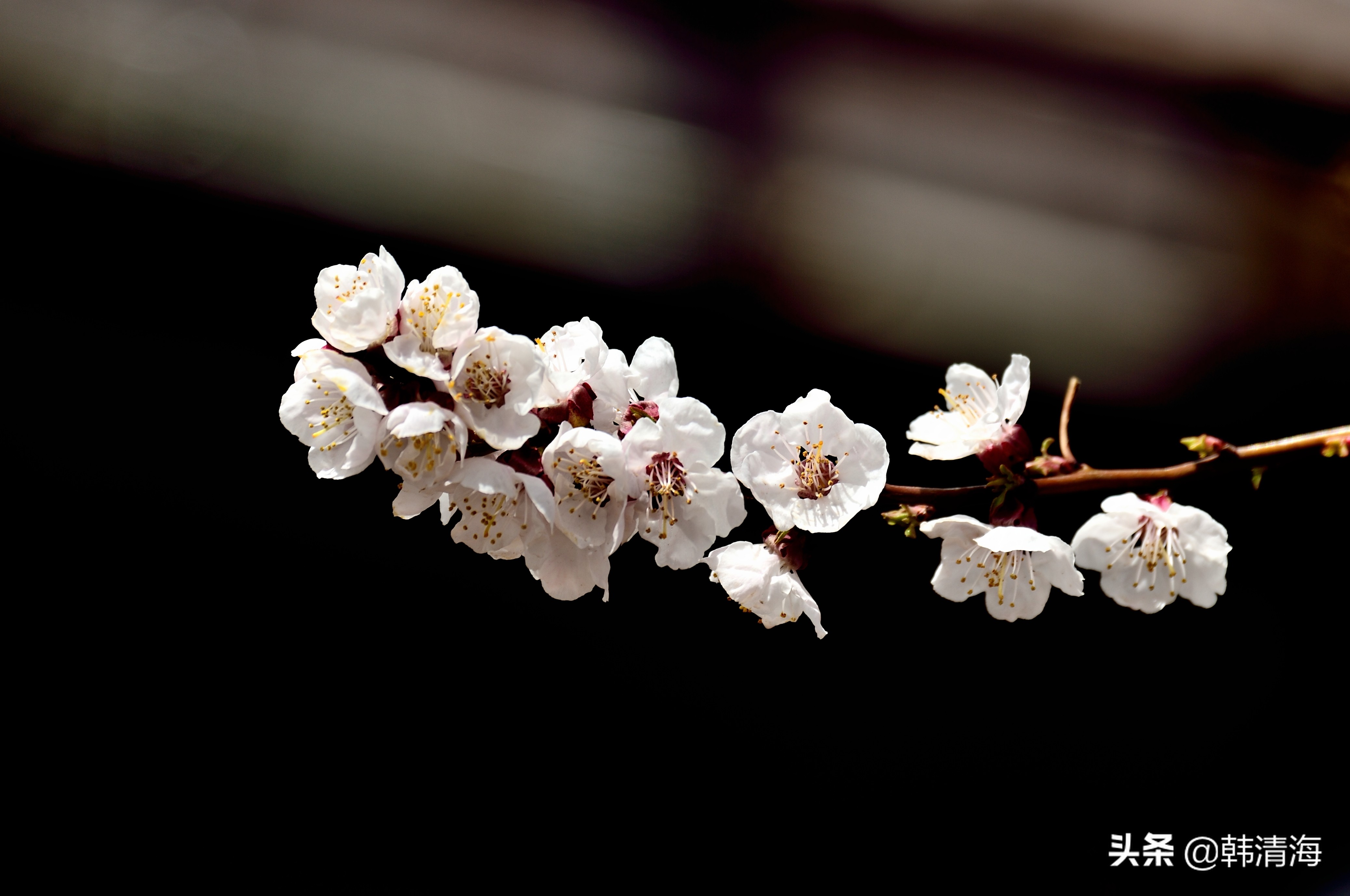天津市南开区水畔花园新房,天津杏花什么时候开花