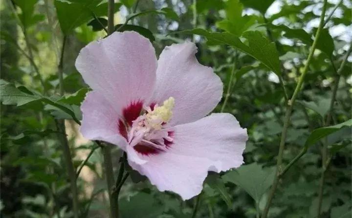 常见植物大全视频,常见的木本植物有哪些