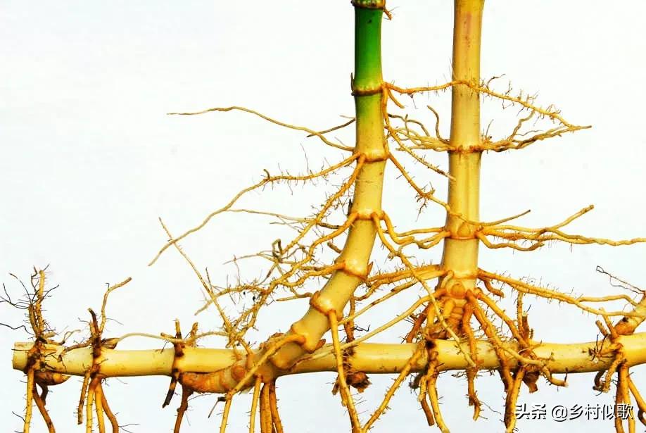 竹子顽强的生命,竹子坚韧的特点