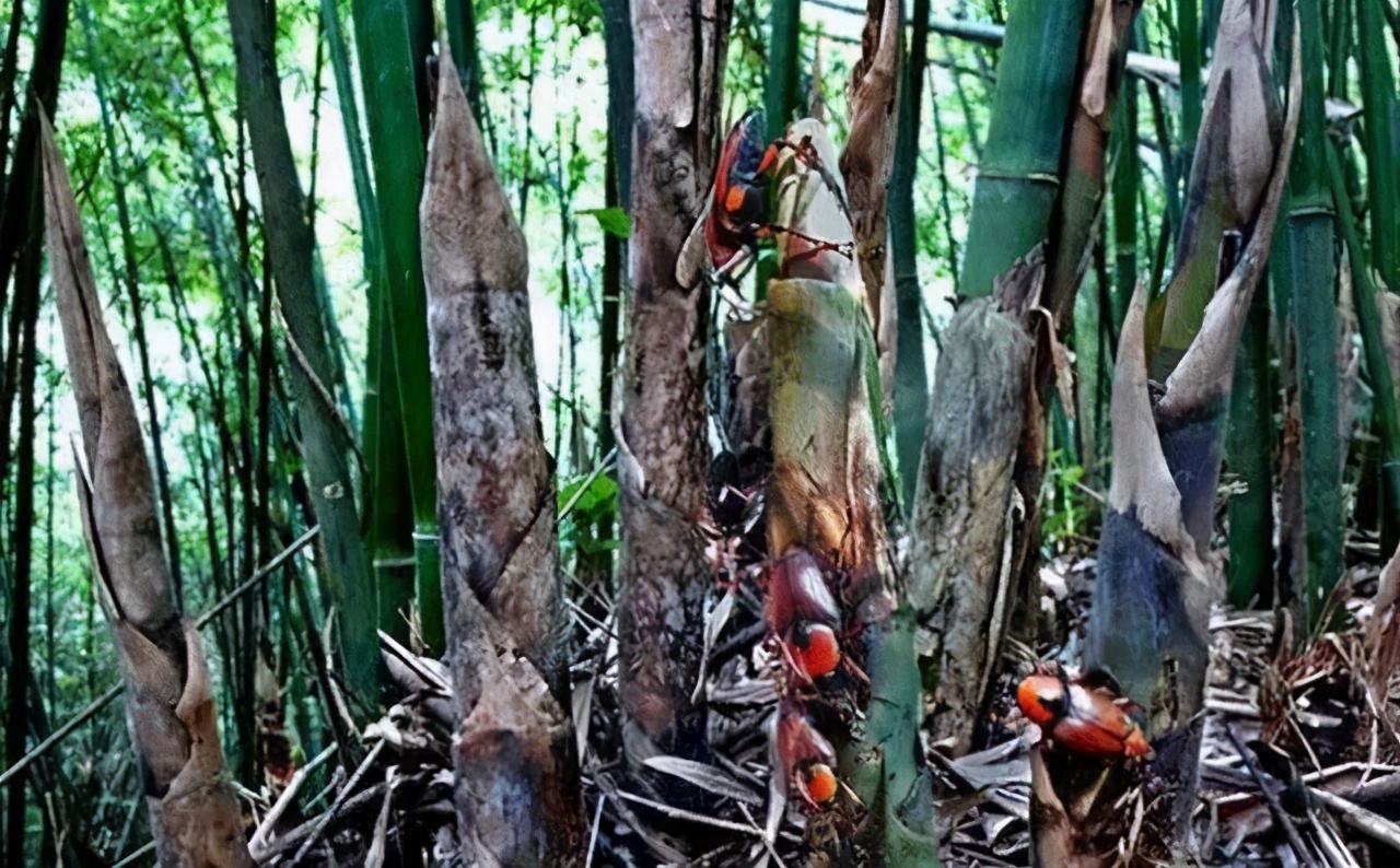 专吃稚嫩的竹笋，农民恨之入骨，但吃货却很喜爱，市价80元一斤