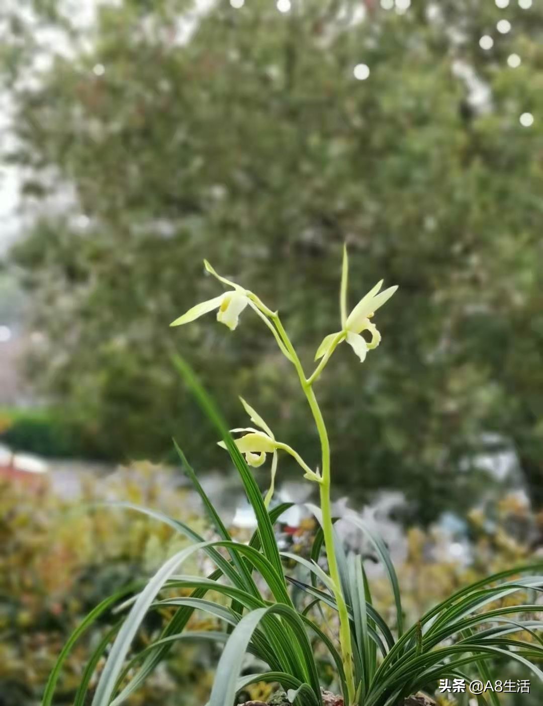 每日一品兰花价格,每日一品茶叶