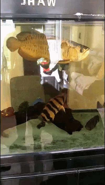 给金龙鱼做眼睛手术完整版,金龙鱼刮眼白手术