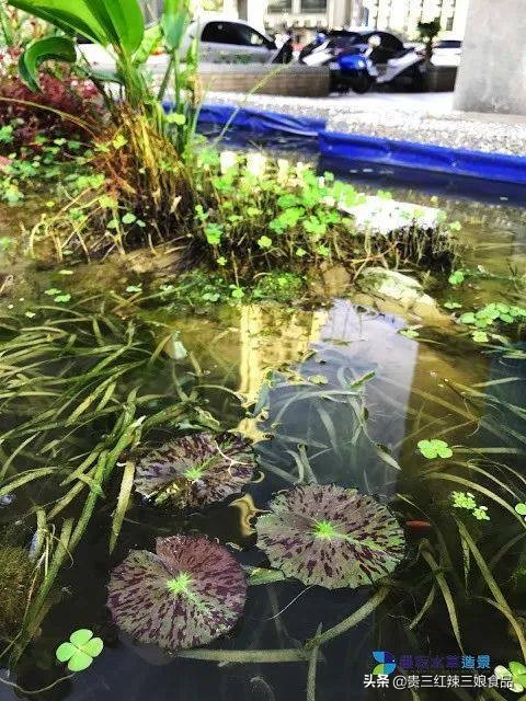 简易鱼池如何养殖虾蟹鱼,自制鱼缸养小龙虾