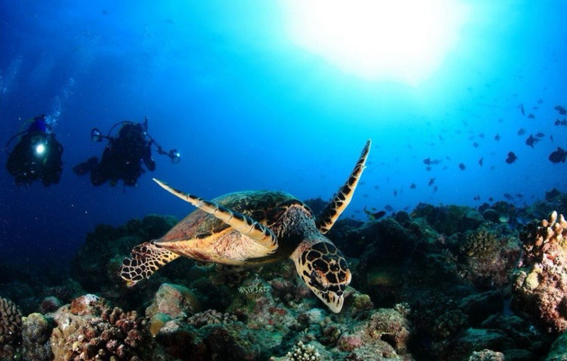 船宿潜水到底是什么,潜水新手能去船宿吗