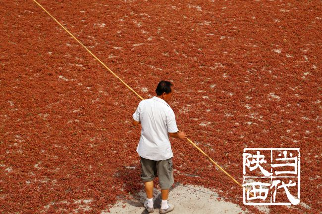 韩城花椒,韩城花椒麻度