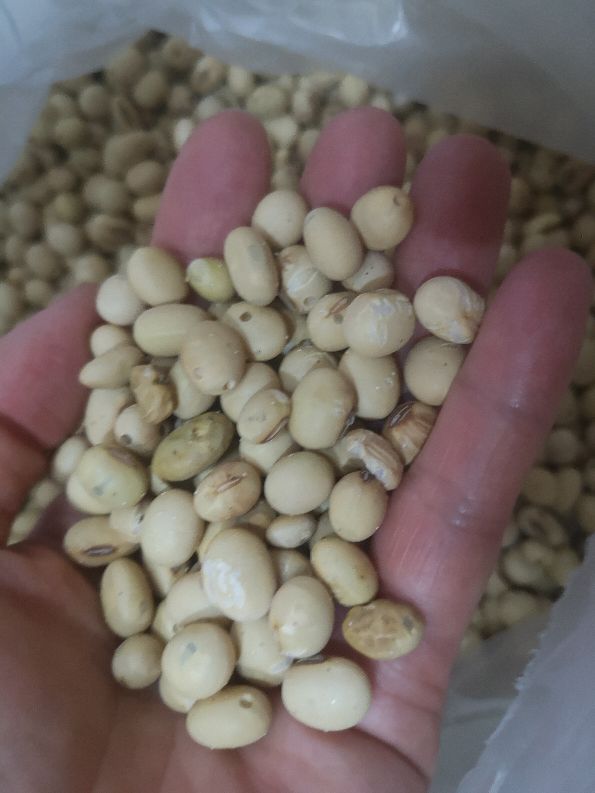 大米的米虫子怎么去除,大米有蛀米虫怎么办