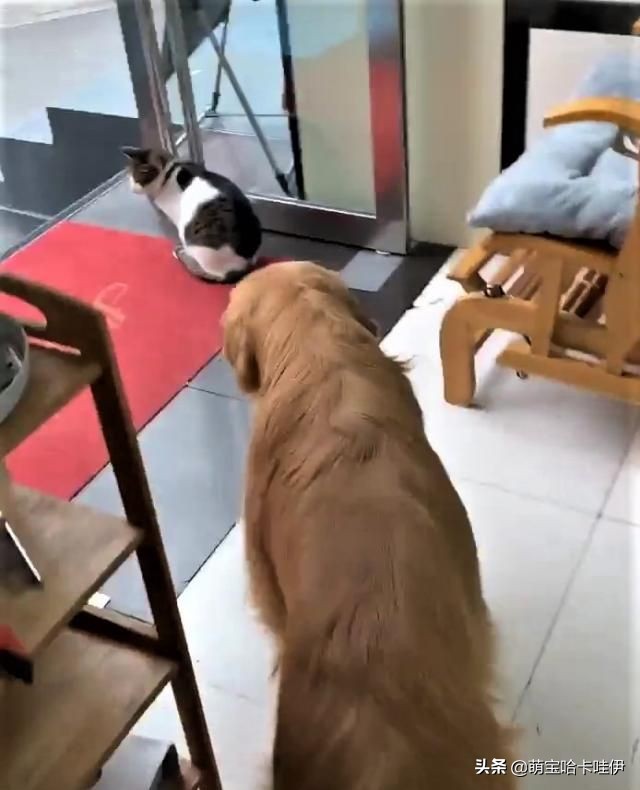 主人说客人来了,金毛整齐排队躲到仓库,连猫也不忘一起叼进去