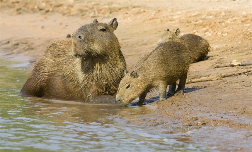 地球上最奇特的十种人,世界上有哪些奇特的动物或植物
