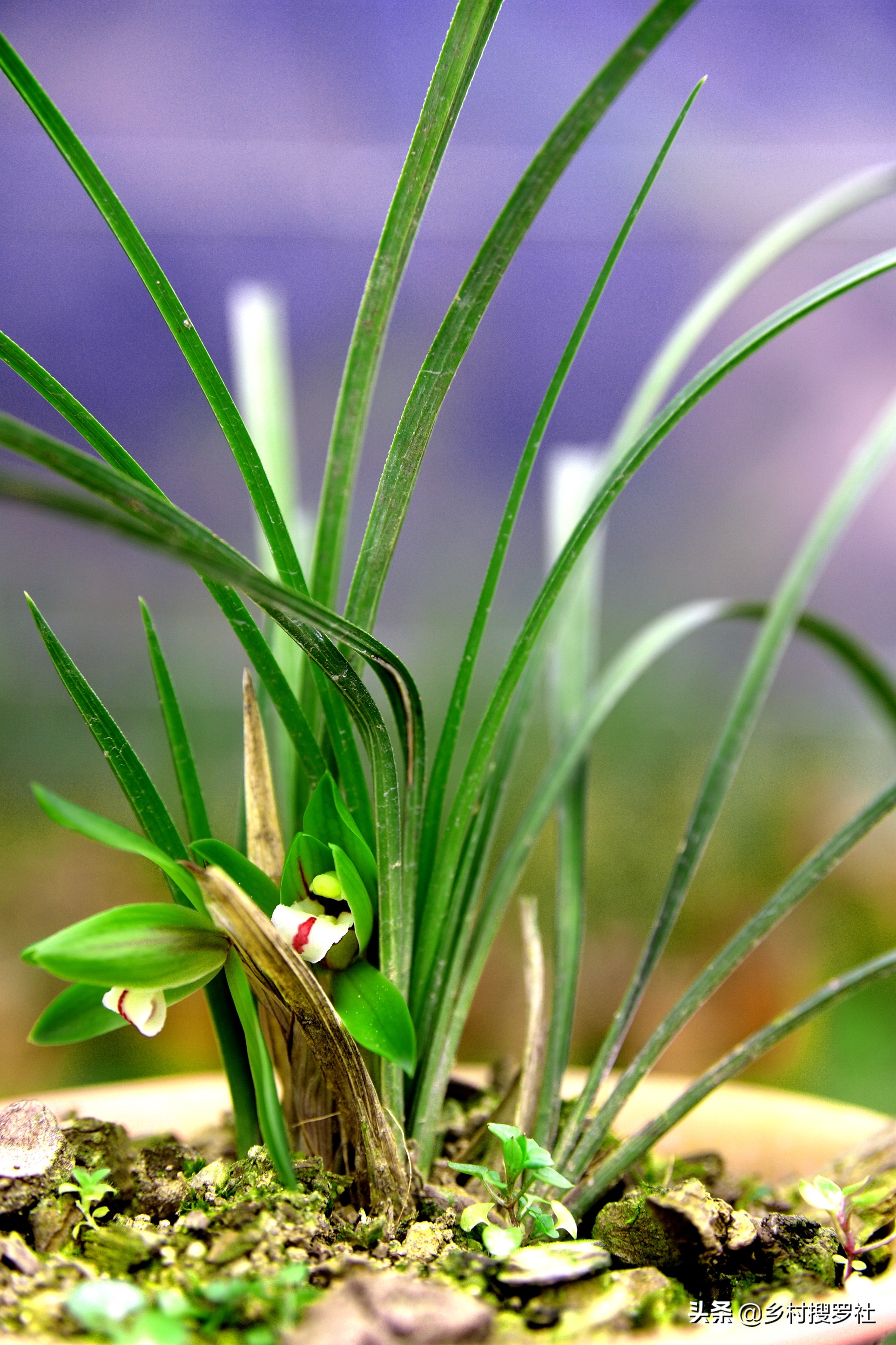 兰花新叶尖发黑是什么原因,兰花新叶片发黑怎么回事