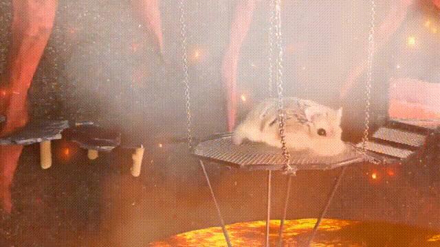 2亿*放播**量的“仓鼠走迷宫”，成了YouTube上的财富密码