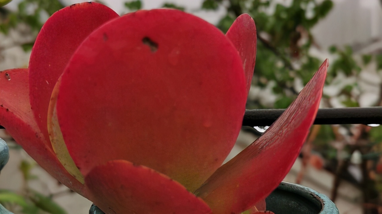 蝴蝶之舞锦多肉状态图,3种好看又好养的多肉你能不入手