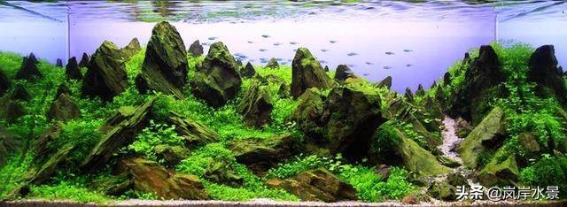 岚岸水景鱼缸,岚岸水景设计加盟