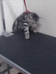 你根本不知道，养只猫有多幸福！