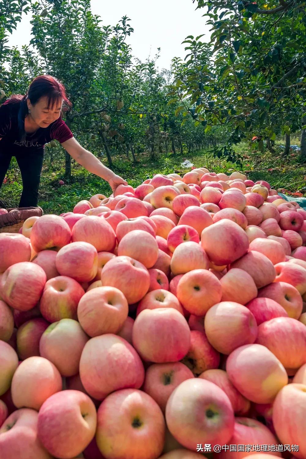 陕西水果第一大省有什么水果,陕西盛产水果吗