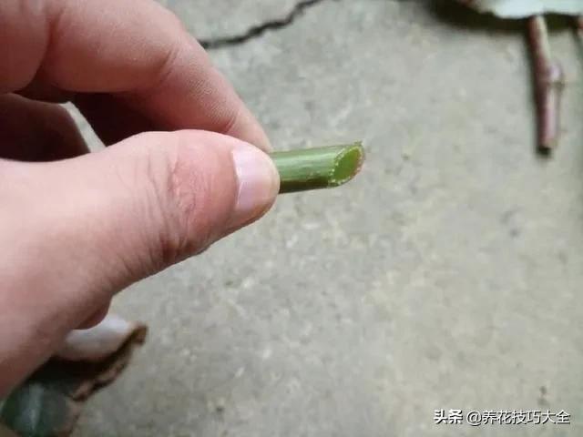 四季海棠花春天几天浇一次水,四季海棠怎么养才能长得茂盛