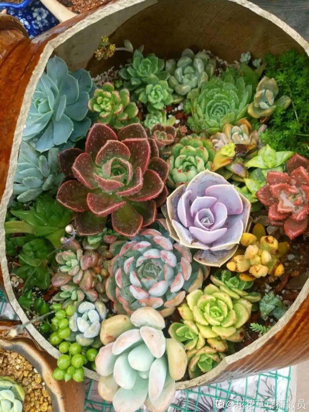 耐寒又好养的香水花,家里可以养法国香水花