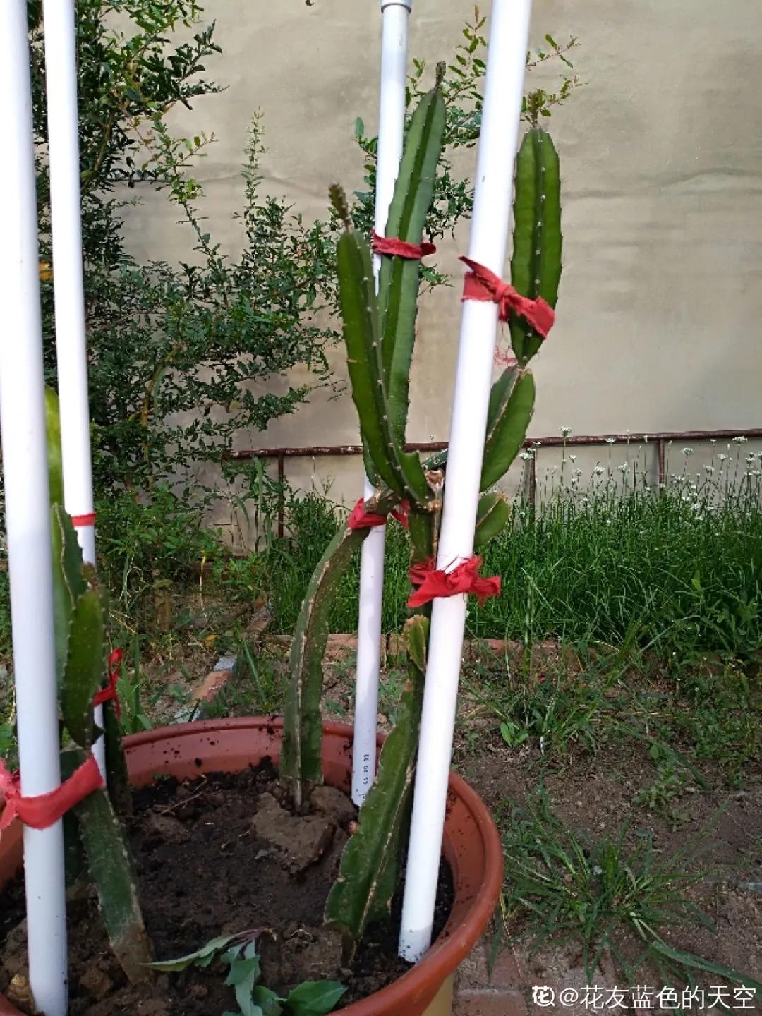 一根枝插土里就能成活的果树,大树枝直接插土里能活吗