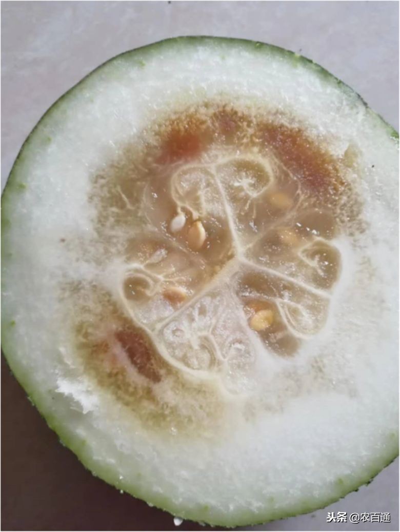青皮冬瓜可以重茬吗,冬瓜黑心瓜是怎么引起的