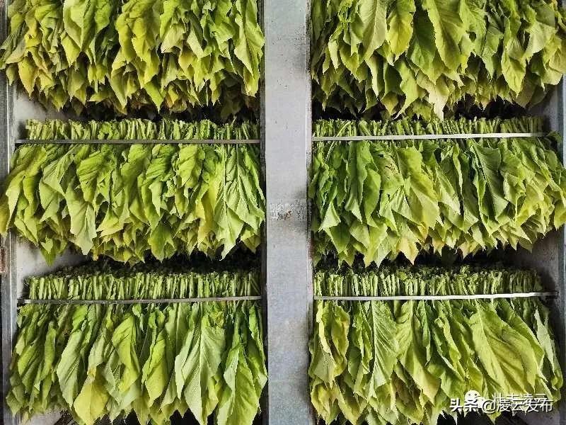 烤烟助力脱贫摘帽 (烟叶产业脱贫攻坚)