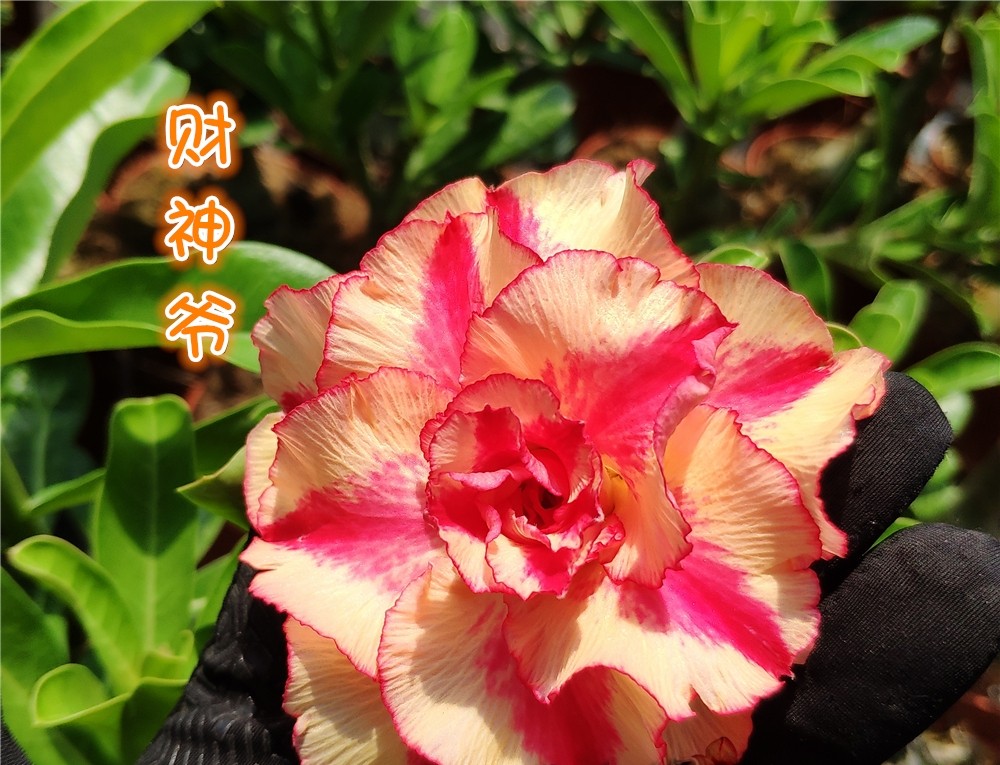 84个沙漠玫瑰品种，收起来慢慢看，待到来年春天选几种喜欢的养