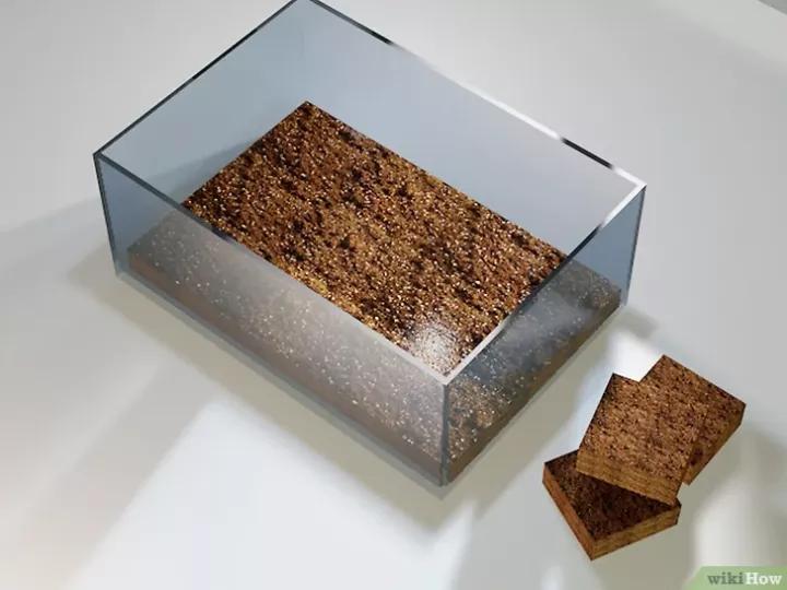 怎么养蜗牛宠物,怎么养野生蜗牛做宠物