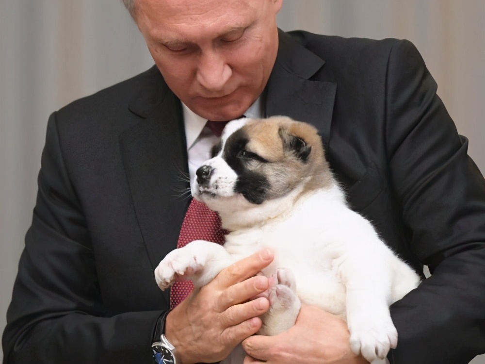 俄罗斯十大狗狗,战斗民族的狗有多厉害