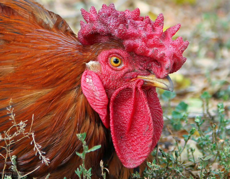 为什么农村要把公鸡阉了,在农村为啥很多公鸡会被阉