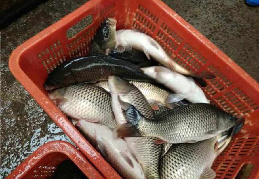 为什么黑坑禁用红虫,为什么很多黑坑禁红虫