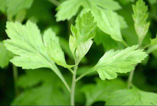 植物艾草,常见植物艾草