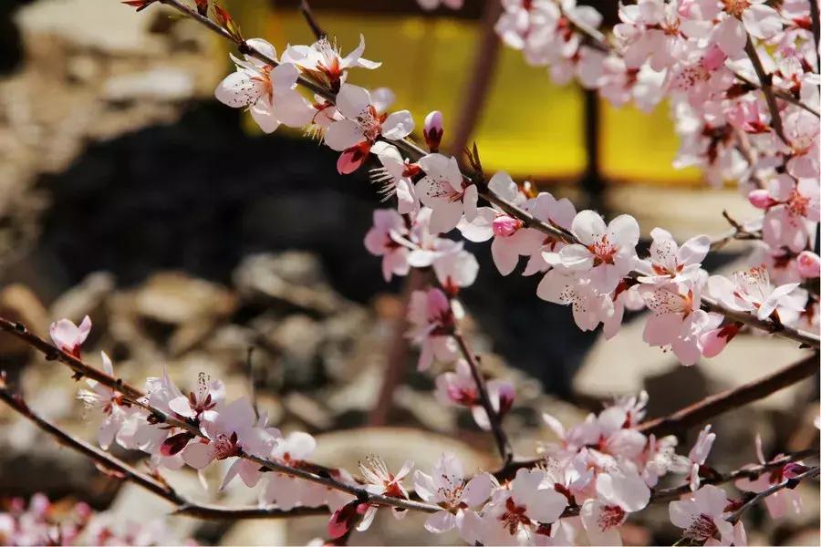 最适合赏花的花,视觉盛宴五种赏花名花供您选择