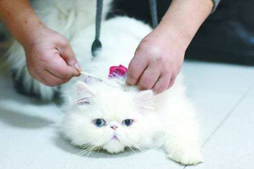 小孩被猫抓了打疫苗有副作用吗,妙三多猫疫苗的副作用