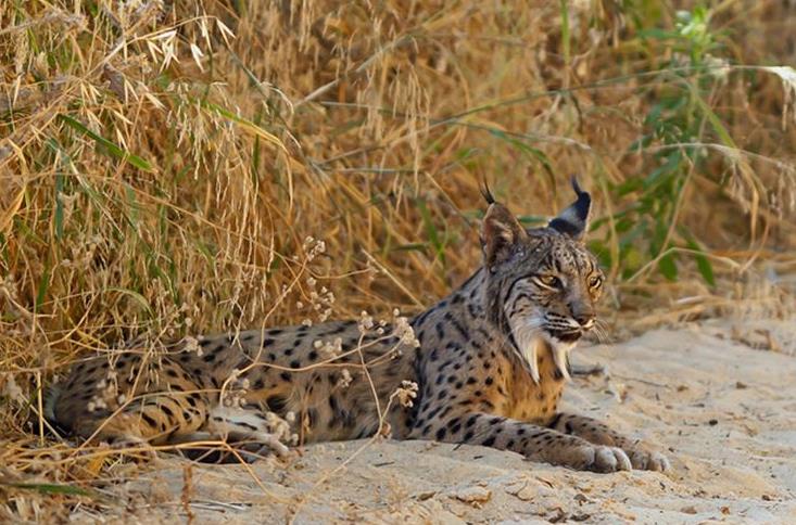 地球历史中最厉害的食肉动物,世界上有什么食肉动物